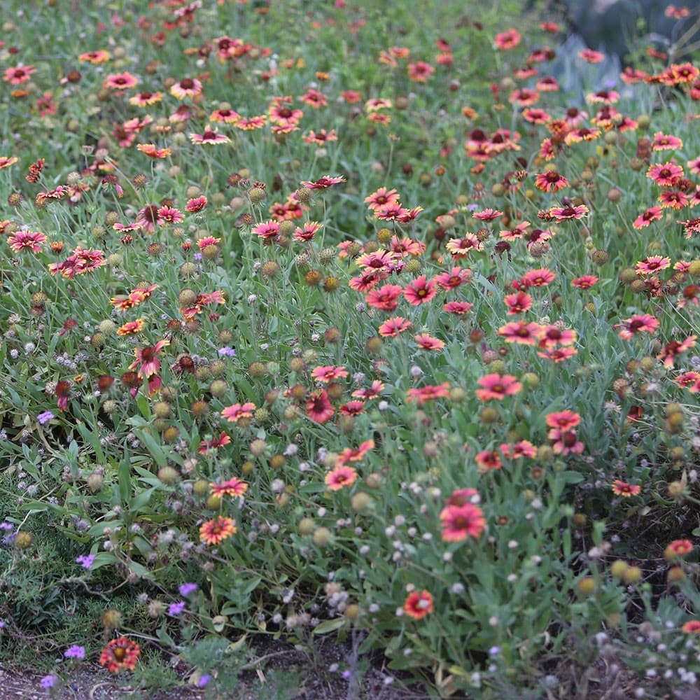 Blanketed in Color