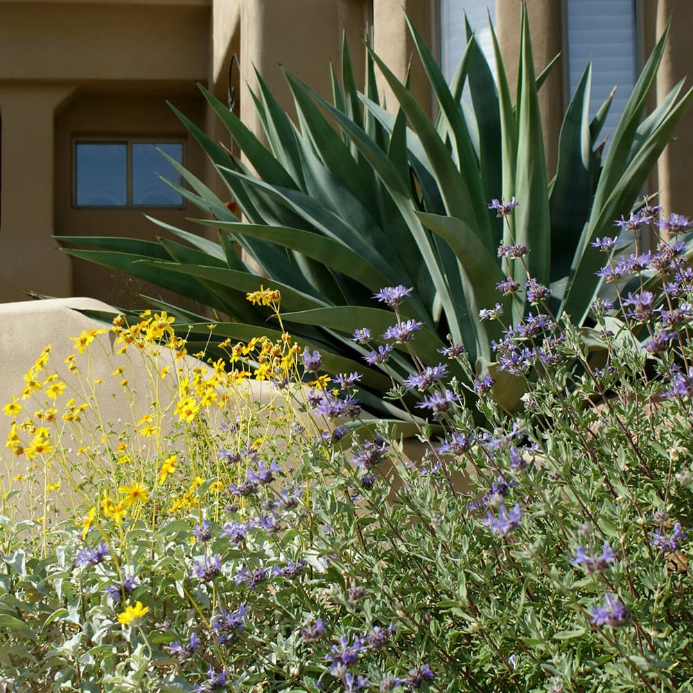 Fragrance, Color, and Drama