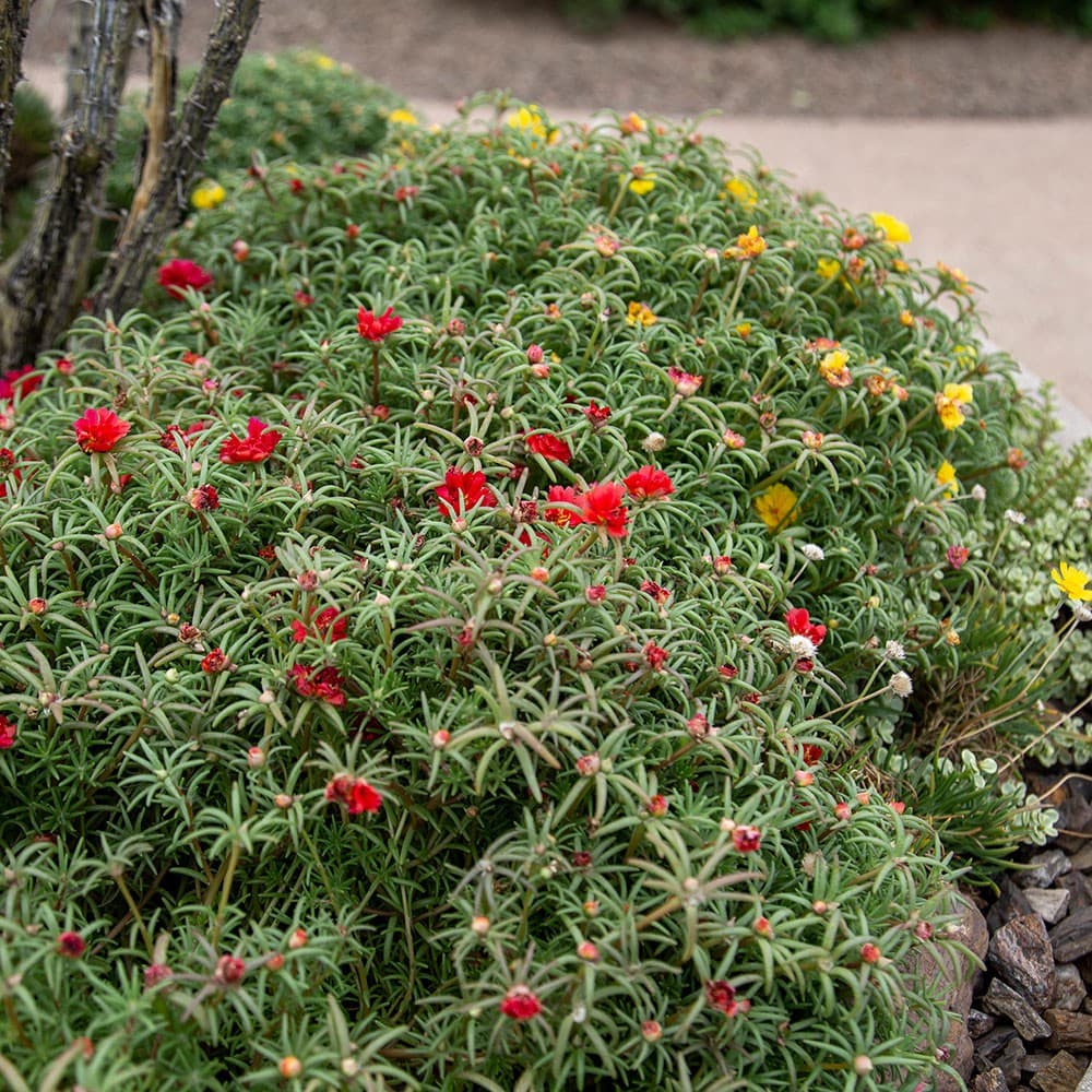 Summer roses combination