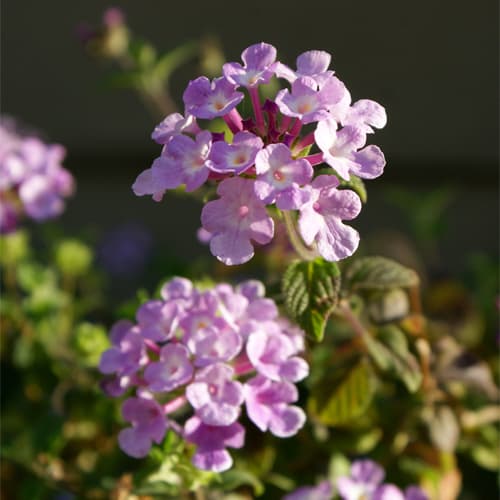 Blog Image Sample