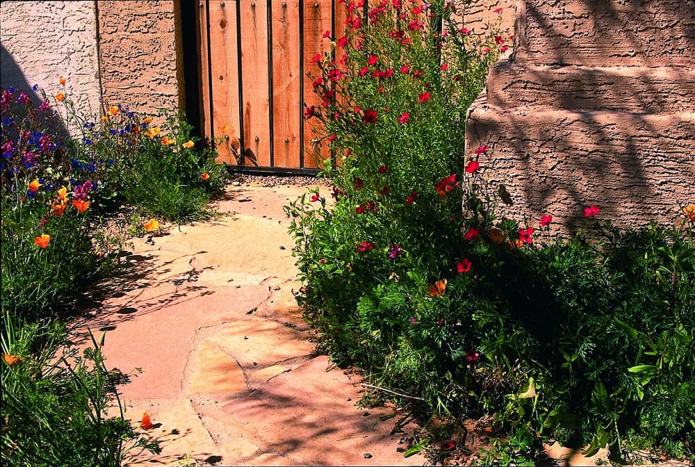 Desert plants along walkway 