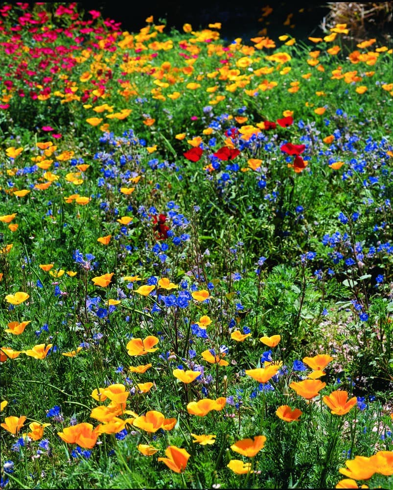 Various wildflowers