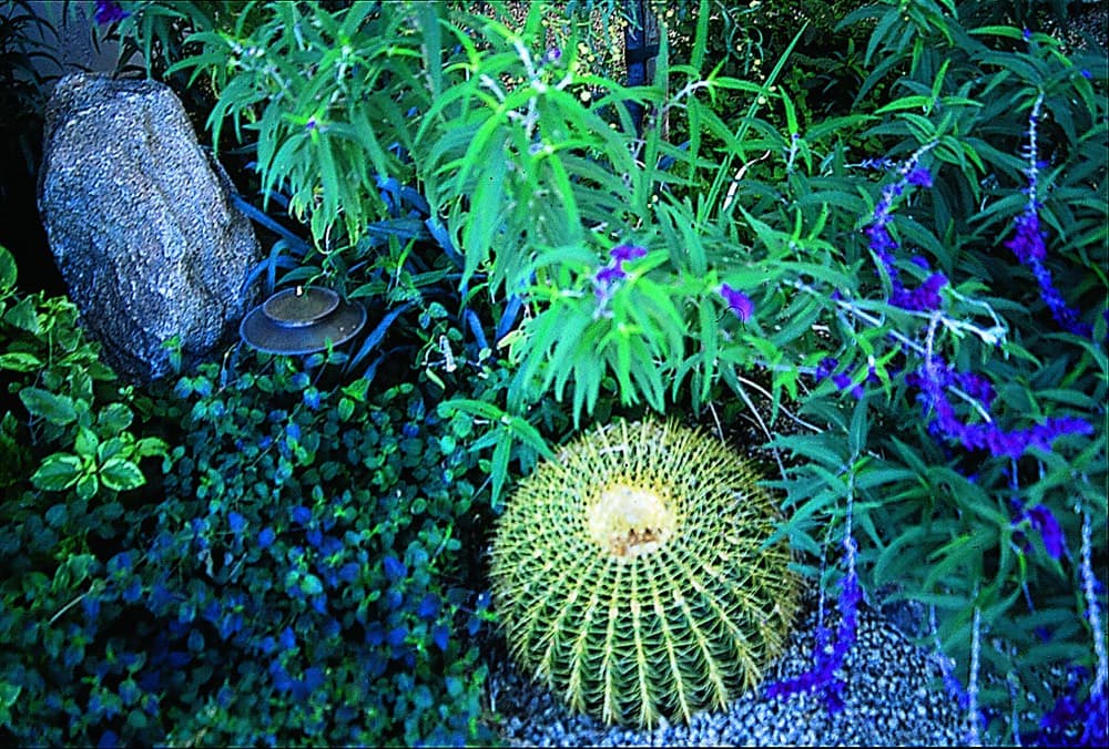 Cactus and desert plants