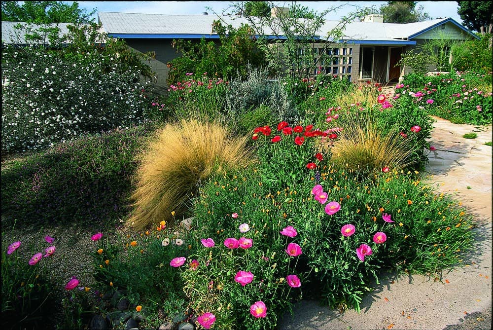 Flowering shrubs
