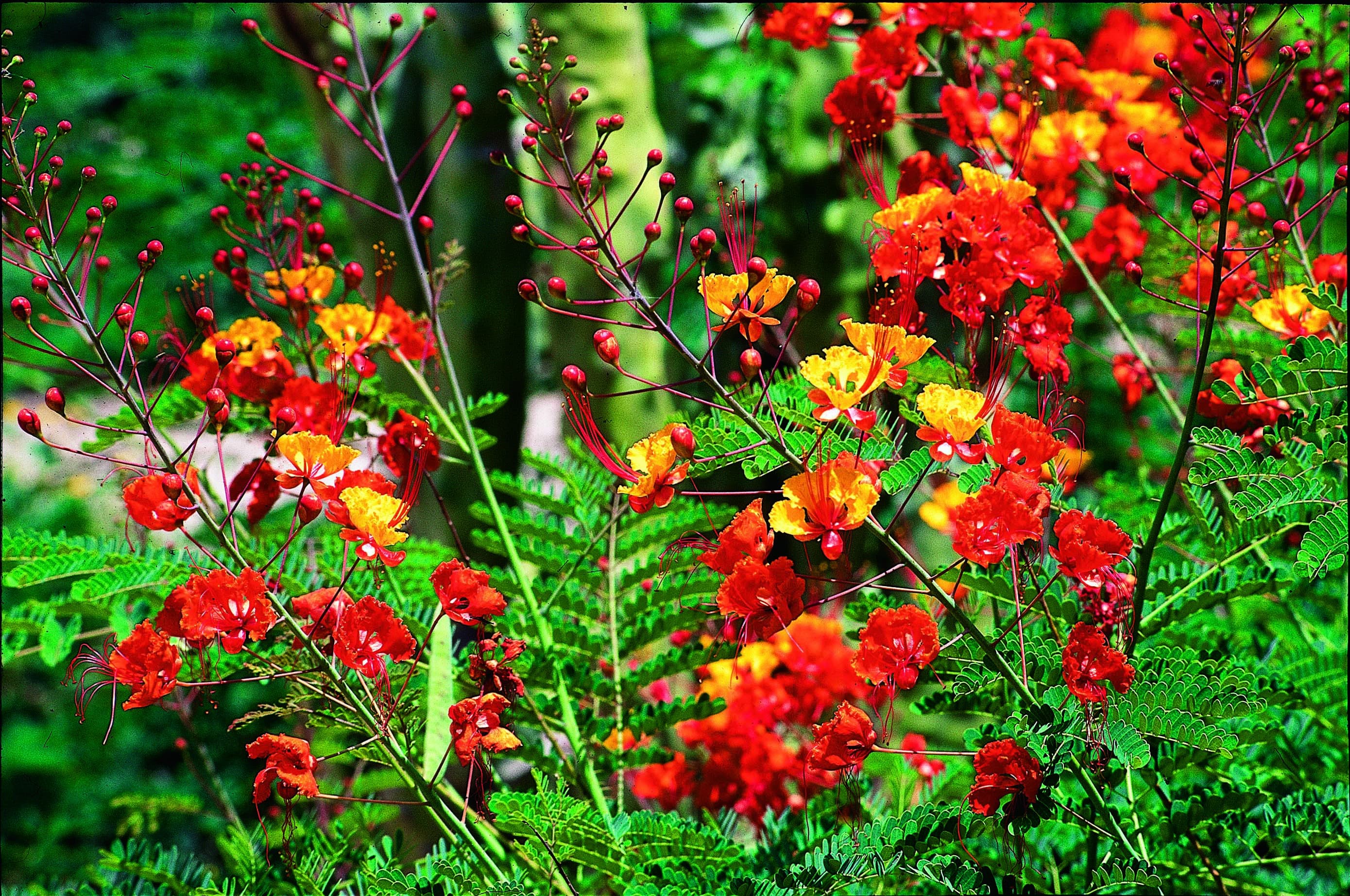 Red bird of paradise