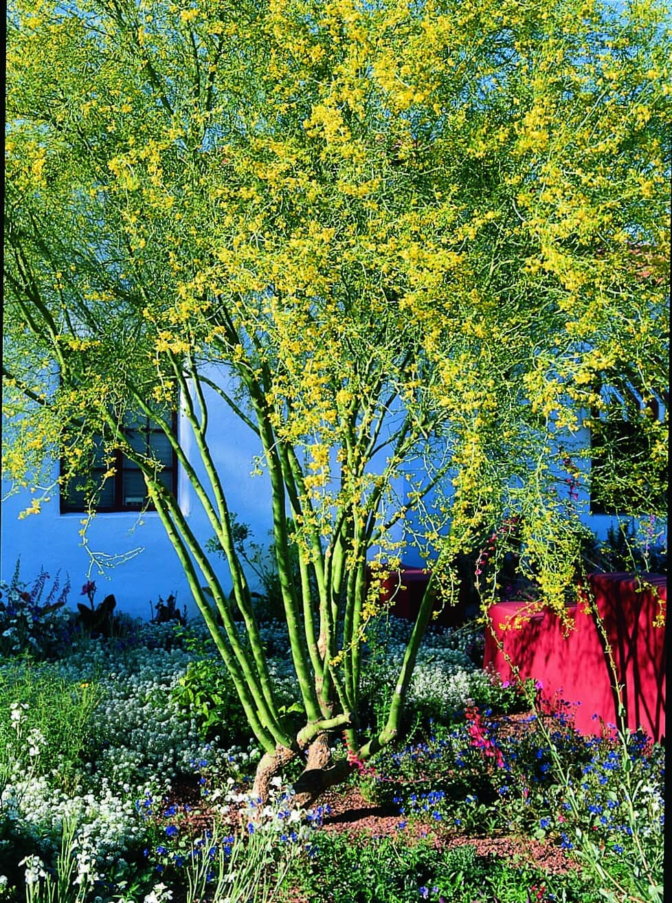 Flowering palo verde