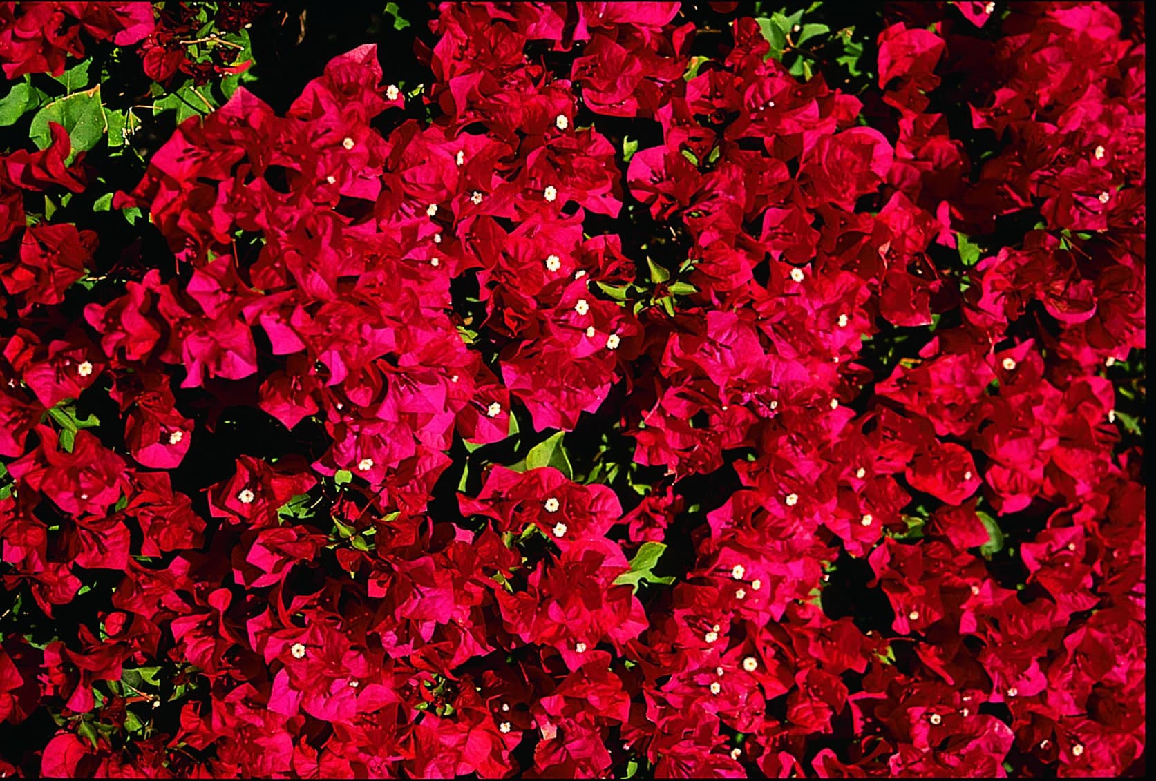 Beautiful red flowers
