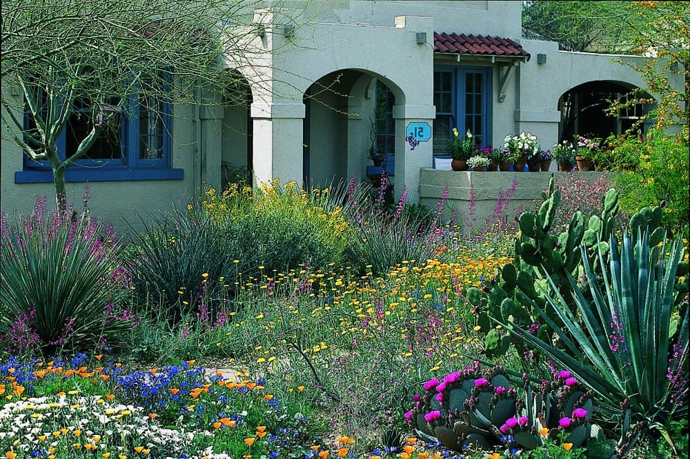 Flowering xeriscape