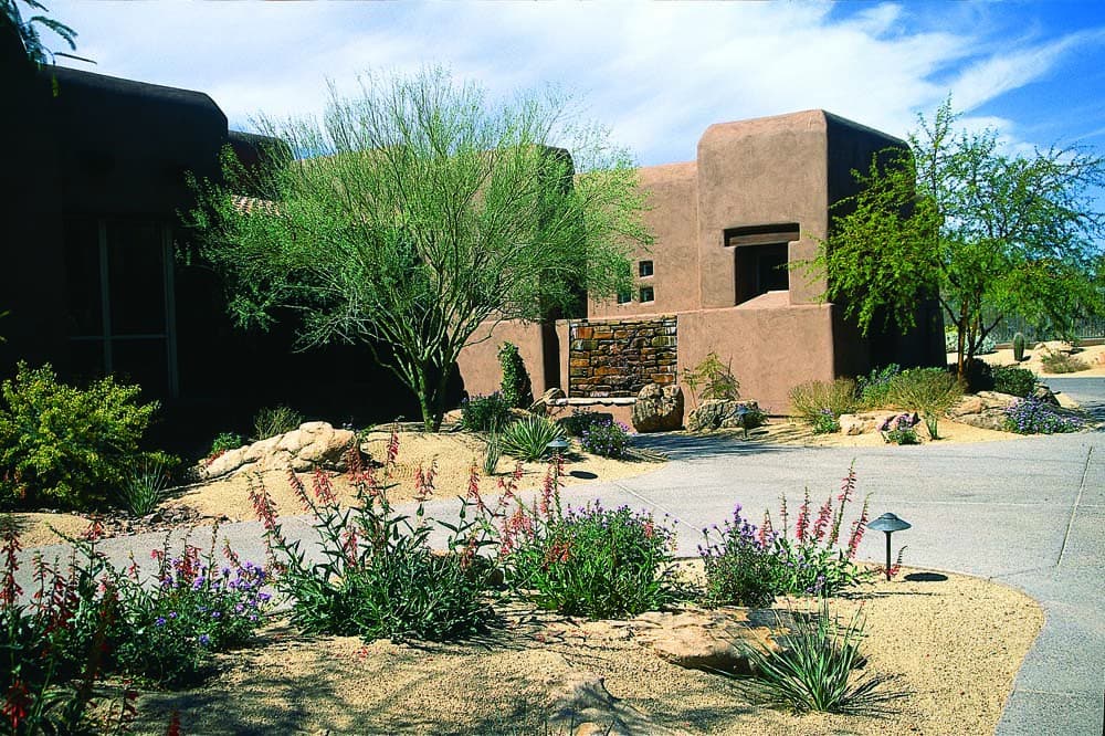 Desert plants in front yard 