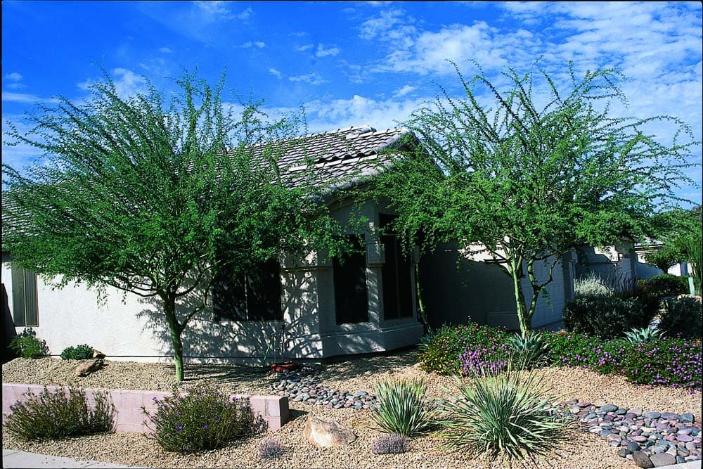 Palo verde trees