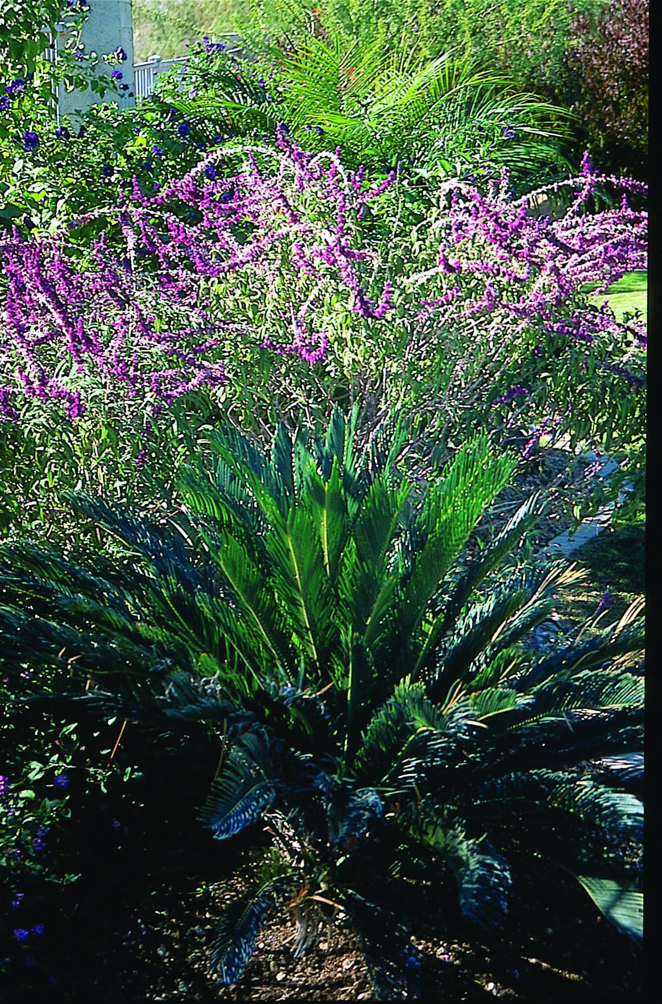 Various desert shrubs 