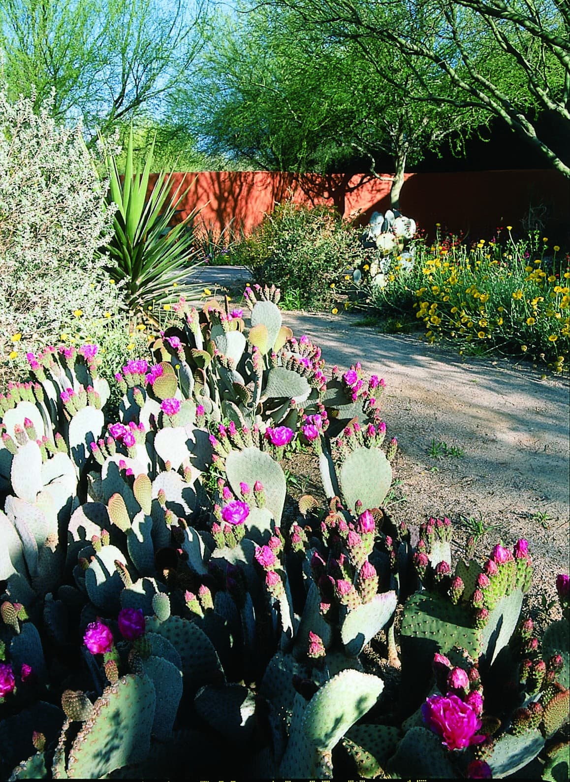 Flowering prickly pear