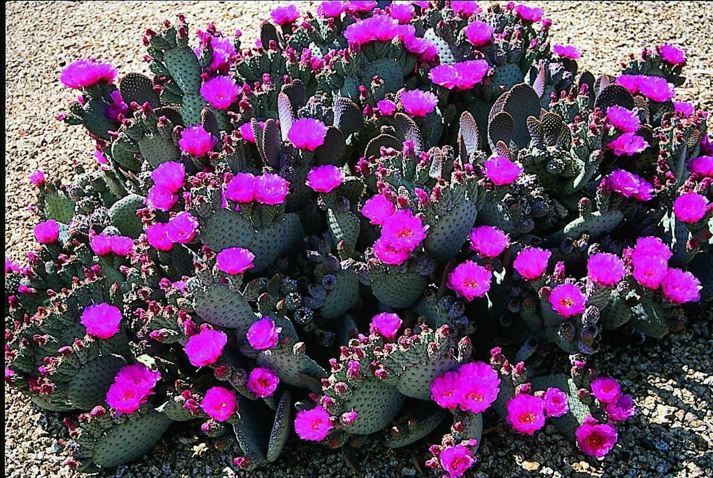 Flowering prickly pear 