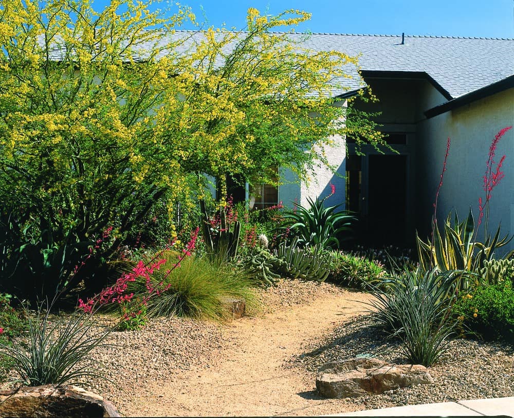 Desert landscaping 