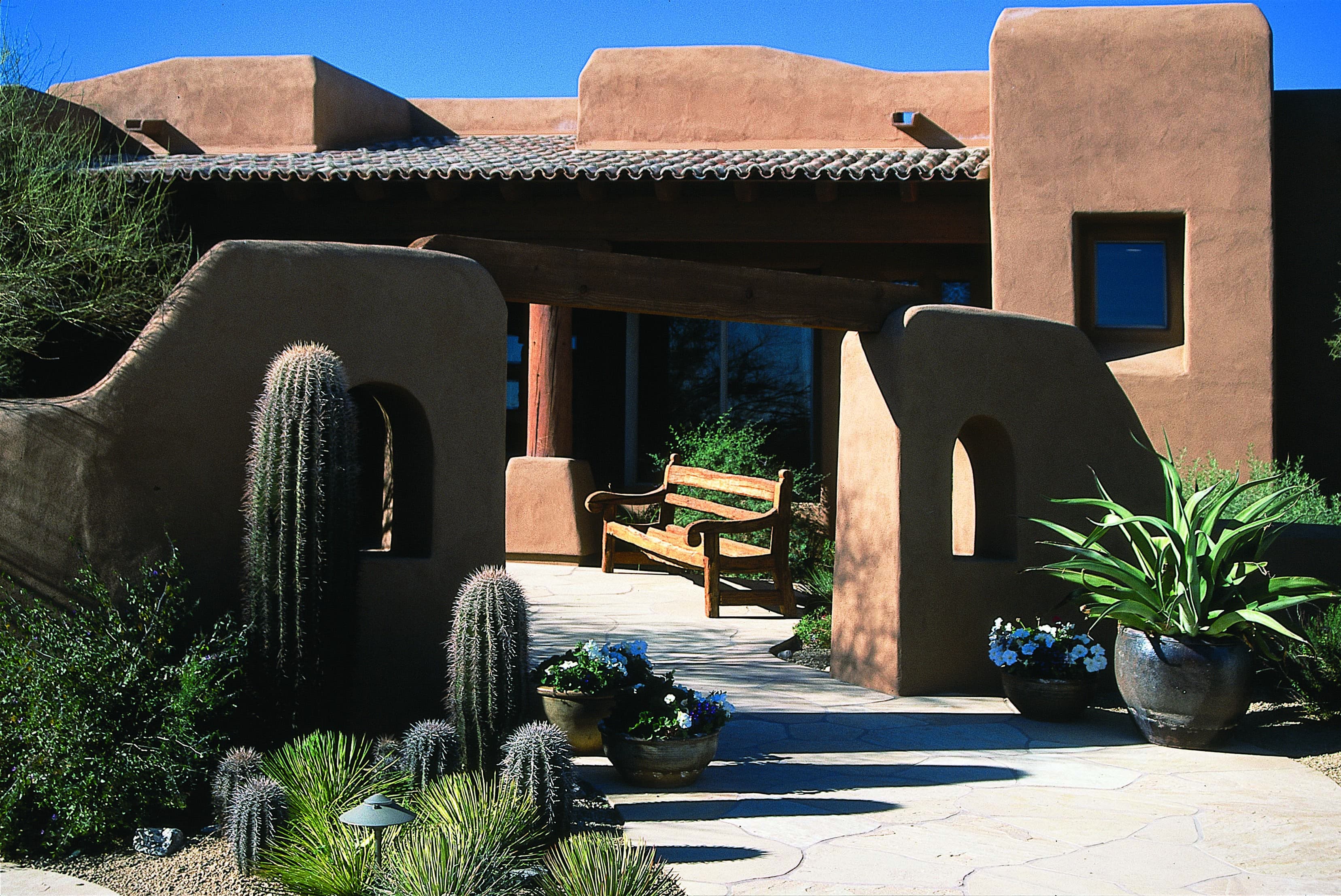 Saguaros and various desert plants 