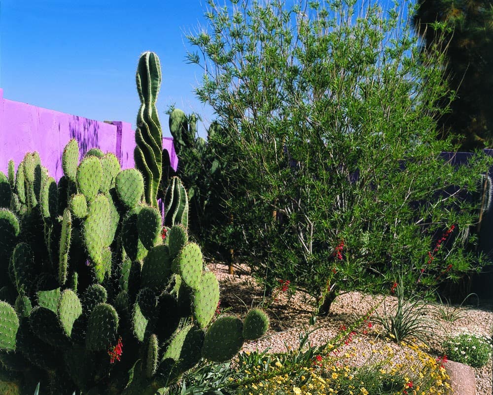 Prickly pear and other various plants 