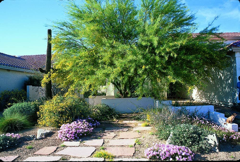 Front yard xeriscape