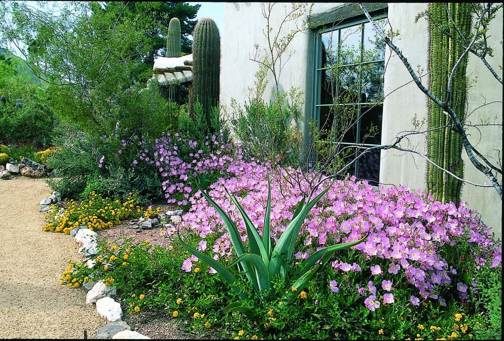 Various cacti and wildflowers