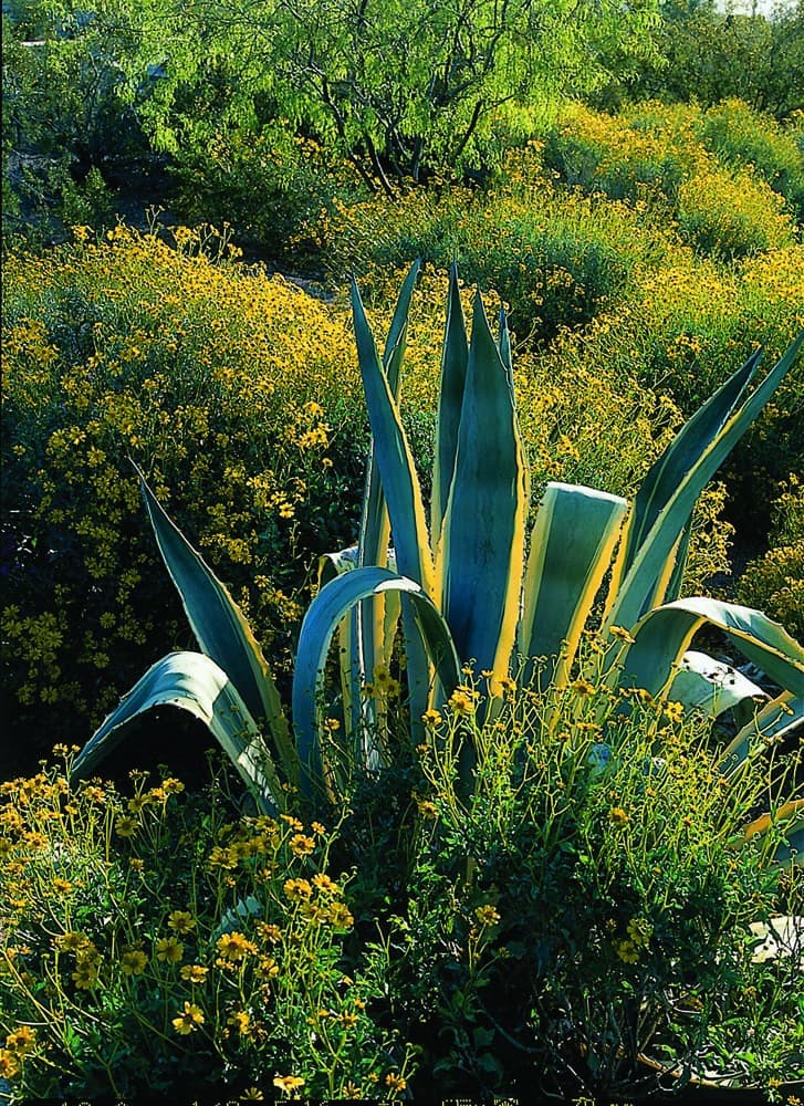 Cactus with wildflowers