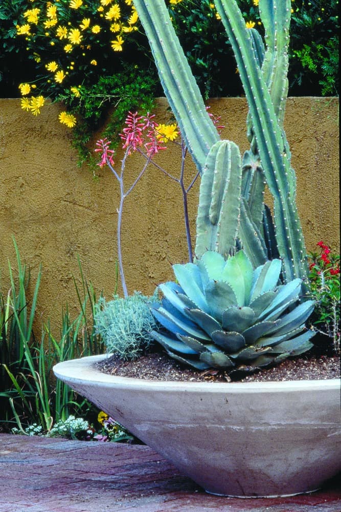 Potted cacti
