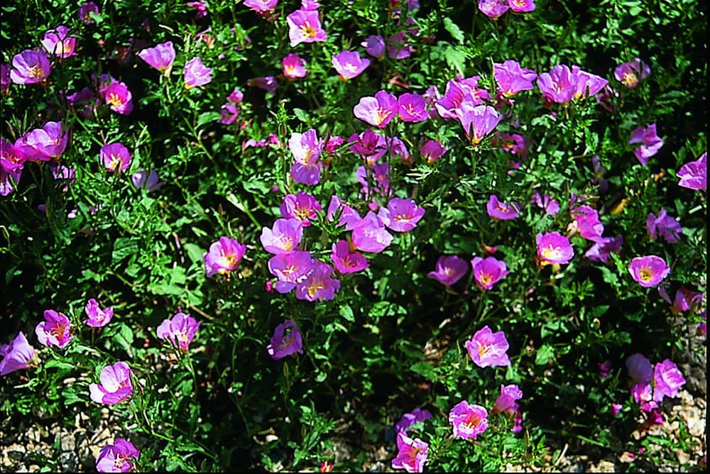 Wildflowers
