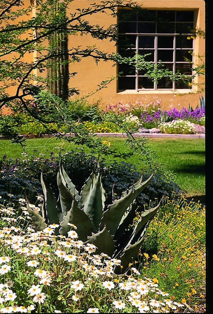 Agave with various desert plants and grass
