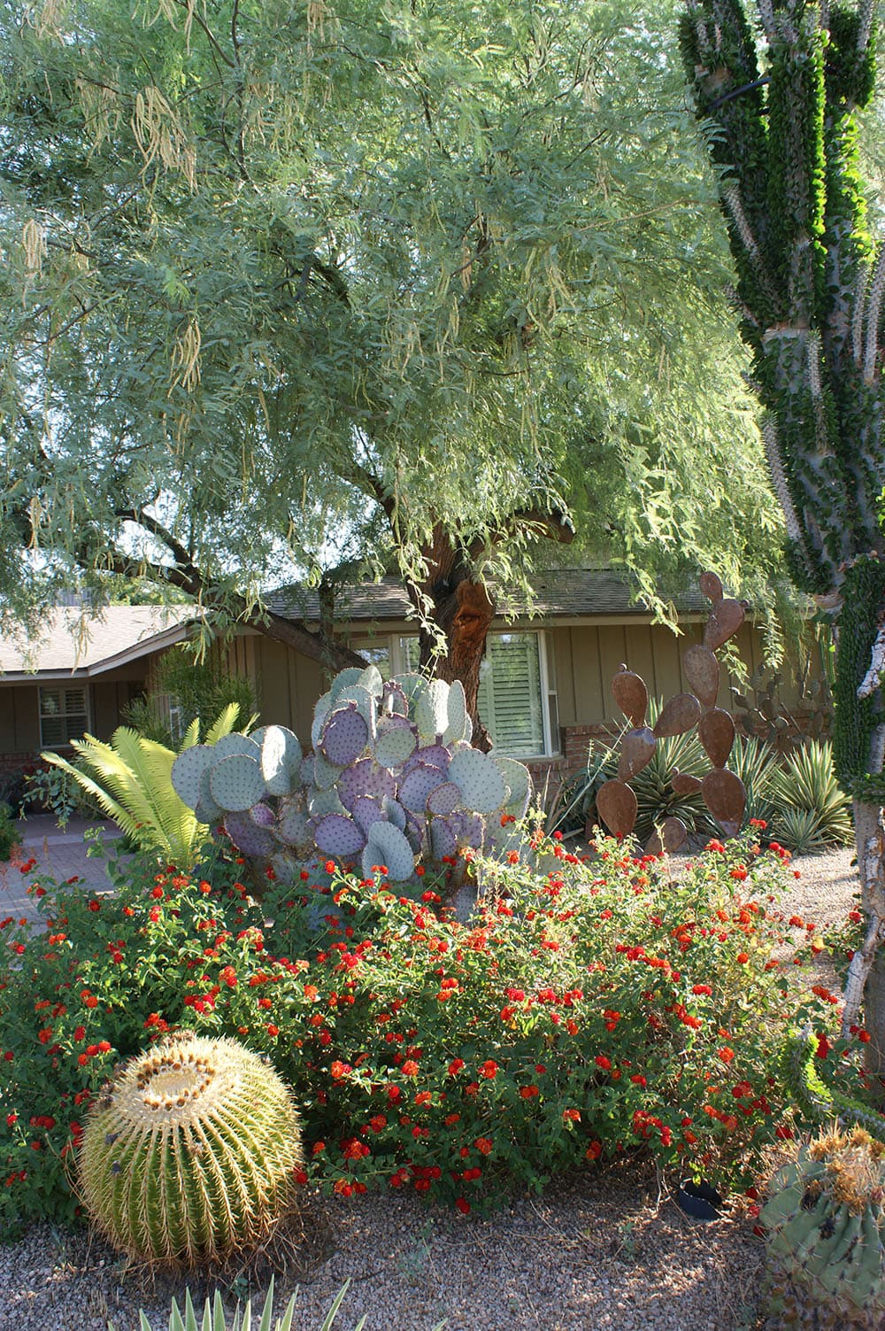 Assortment of desert plants