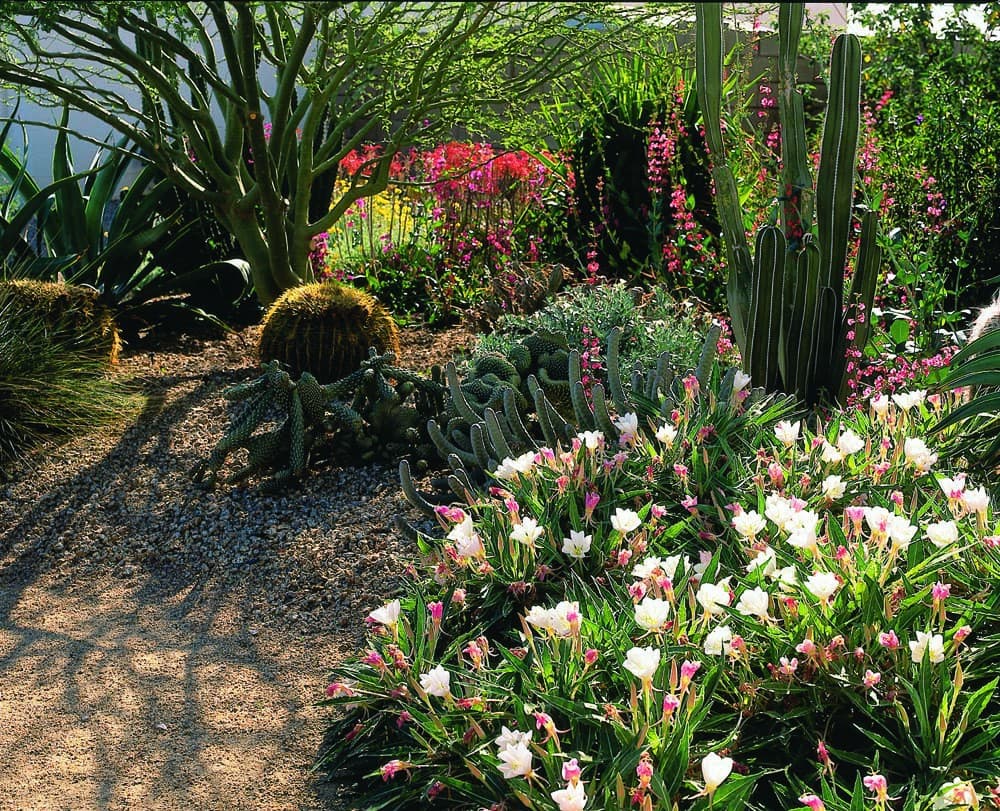 Cacti and various desert plants