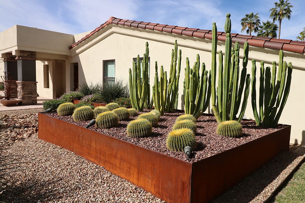 Cactus in planter