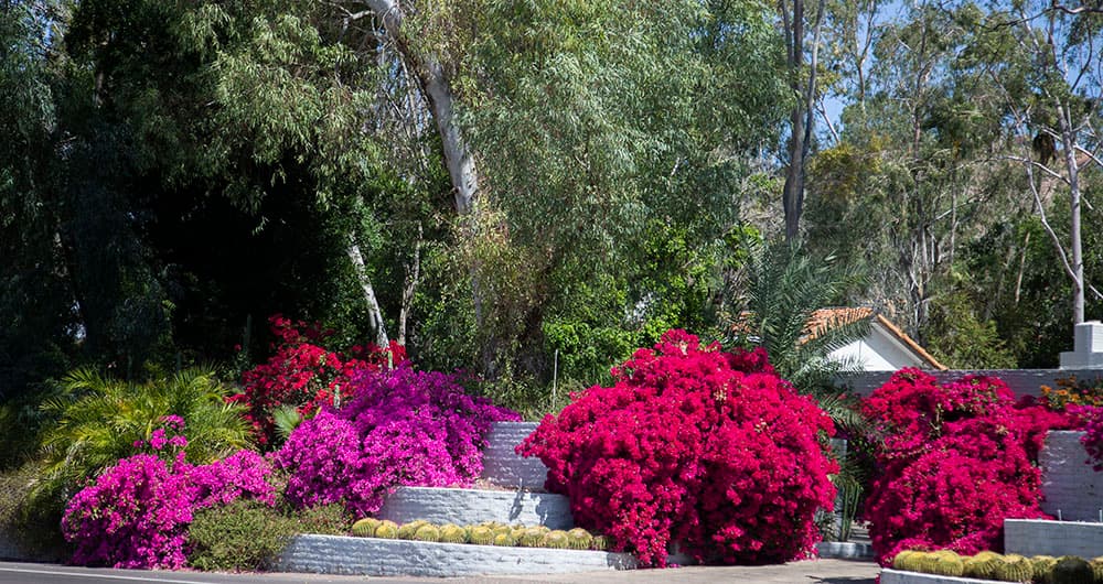 Colorful flowers and shrubs