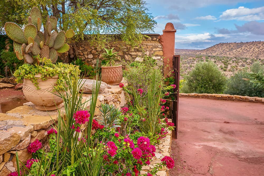 Desert adapted plants in pots