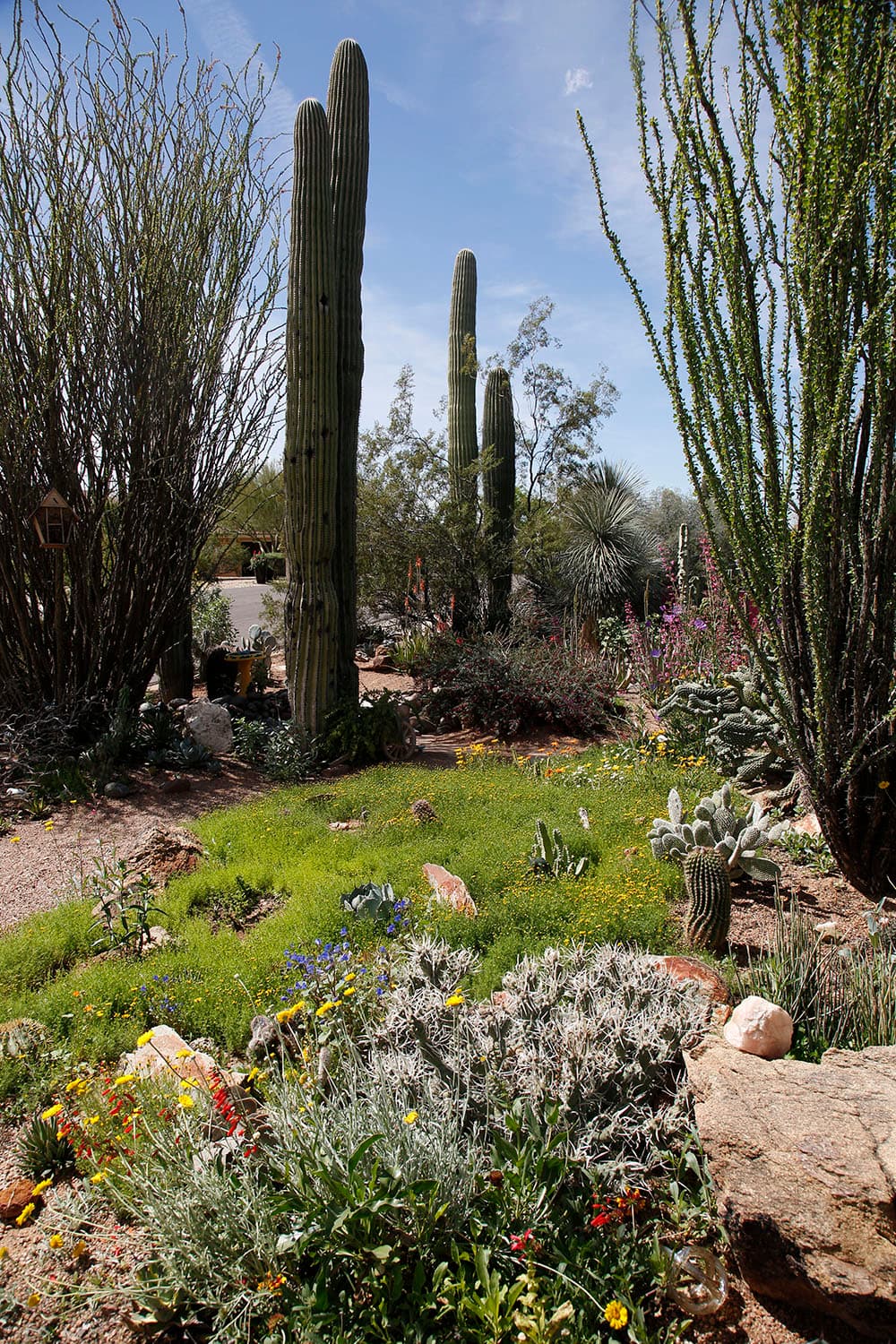 Desert plants
