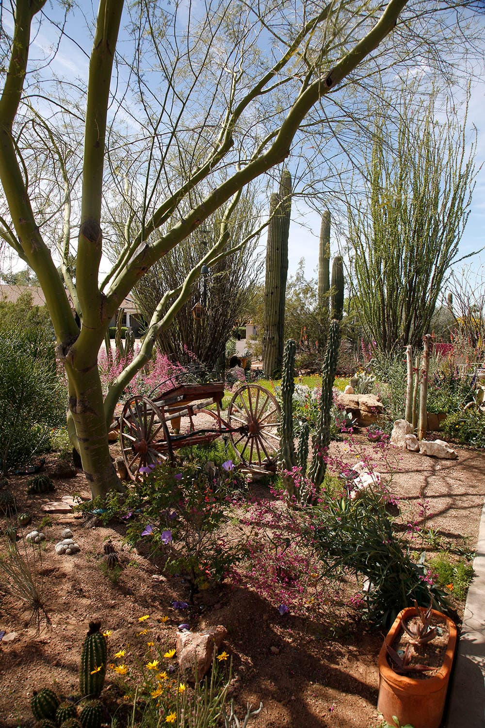 Desert trees and shrubs 