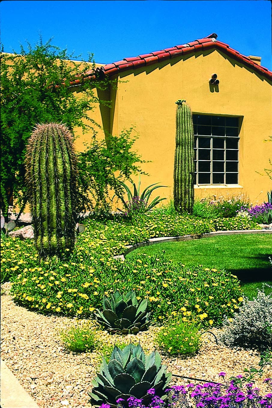 Grass with desert adapted plants along edge 