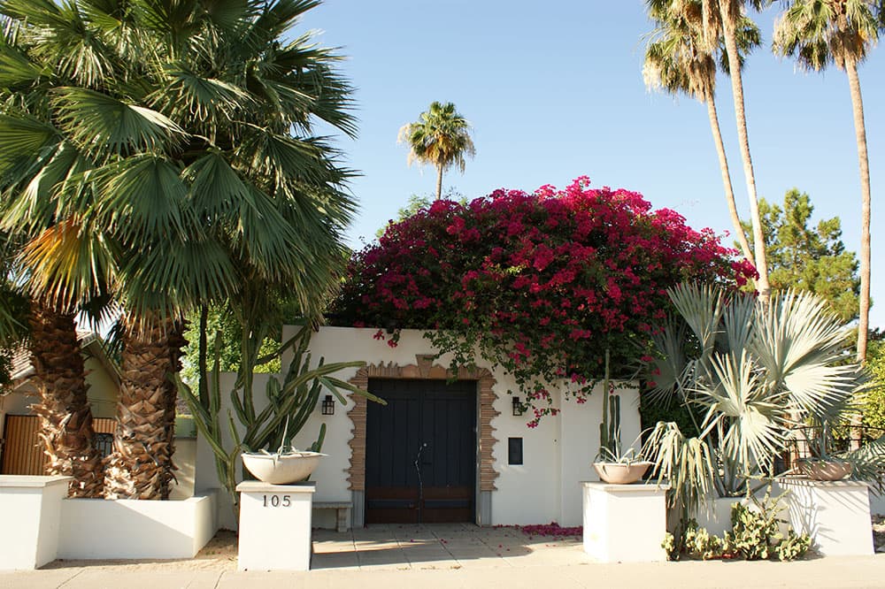 Sprawling vines and palm trees