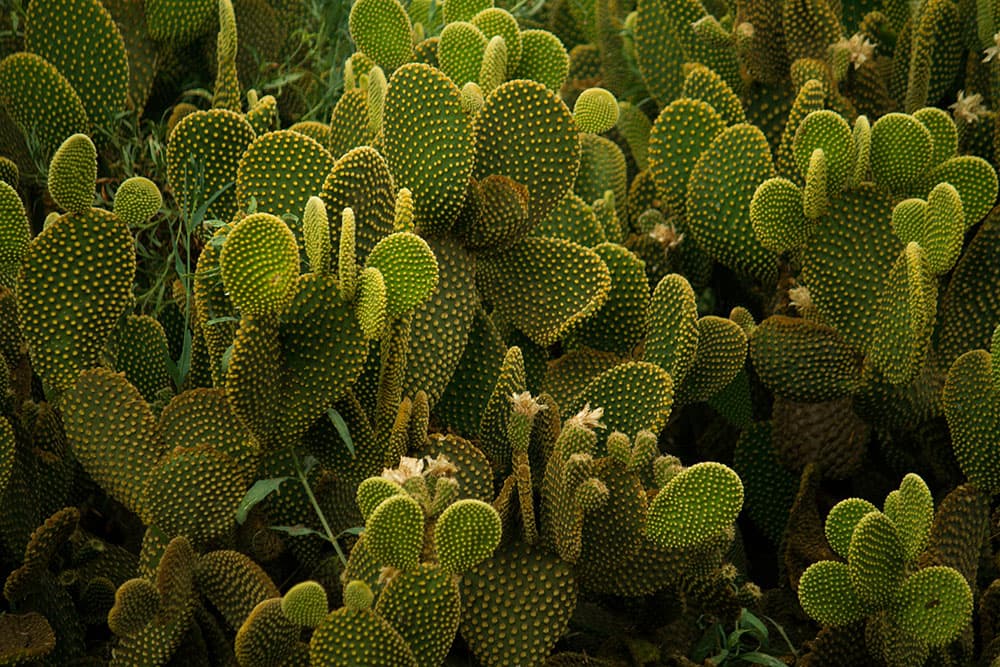 Stunning prickly pear 