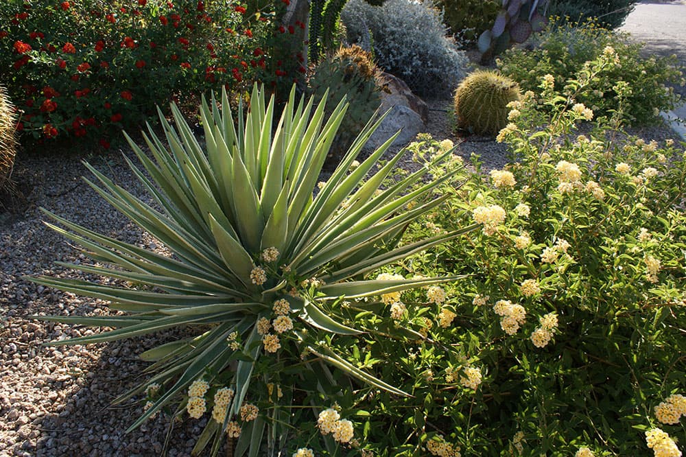 Succulent and lantana