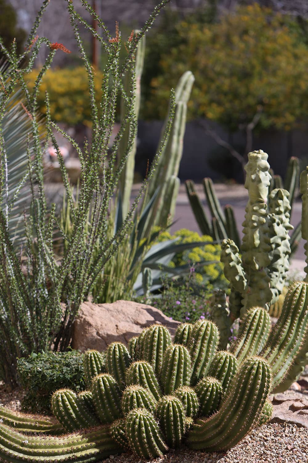 Various cacti