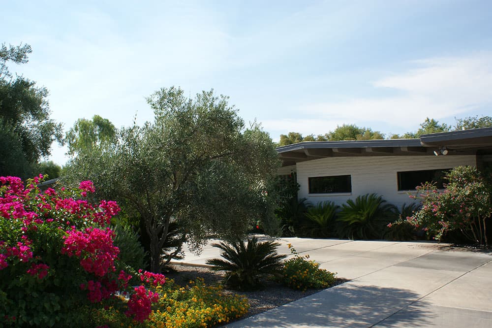 Various drought tolerant plants