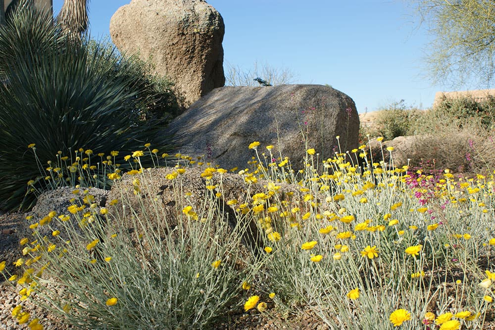 Wildflowers