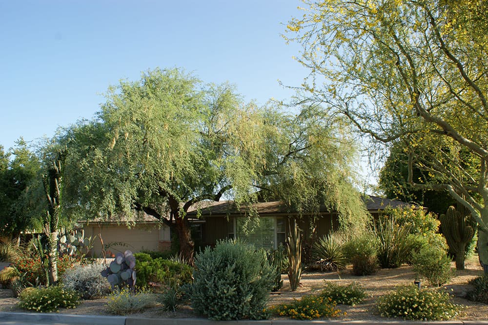 Xeriscape