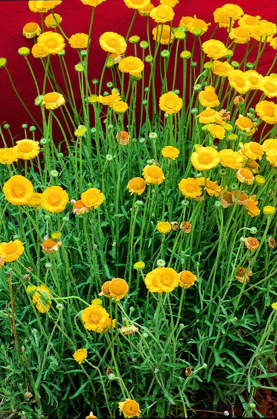 Yellow wildflowers