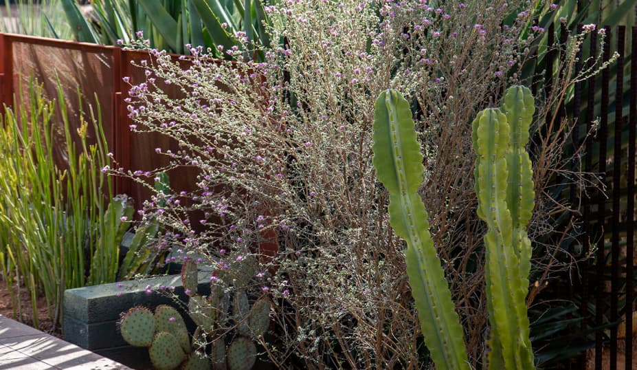 A well groomed Arizona Landscape