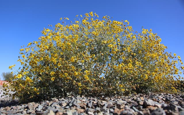 Baja Ruellea AMWUA