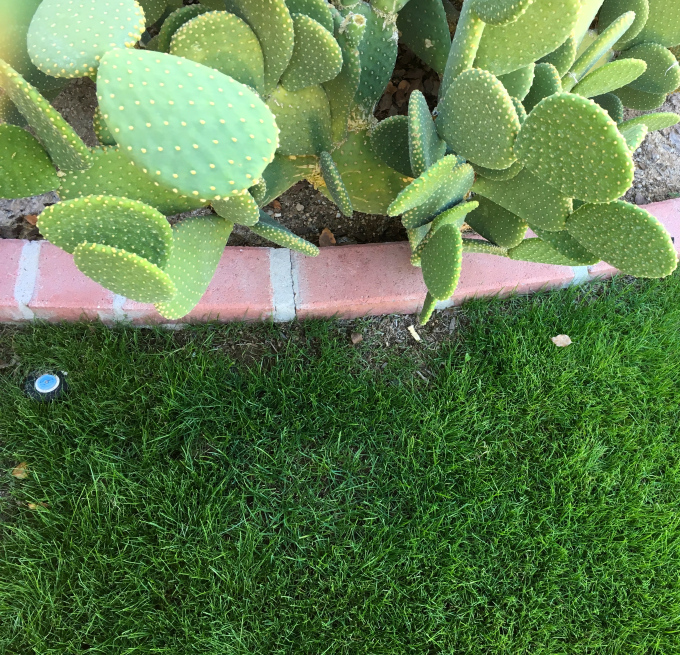 Grass And Cactus