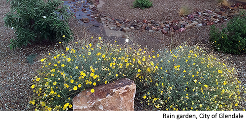 Rain Garden Glendale