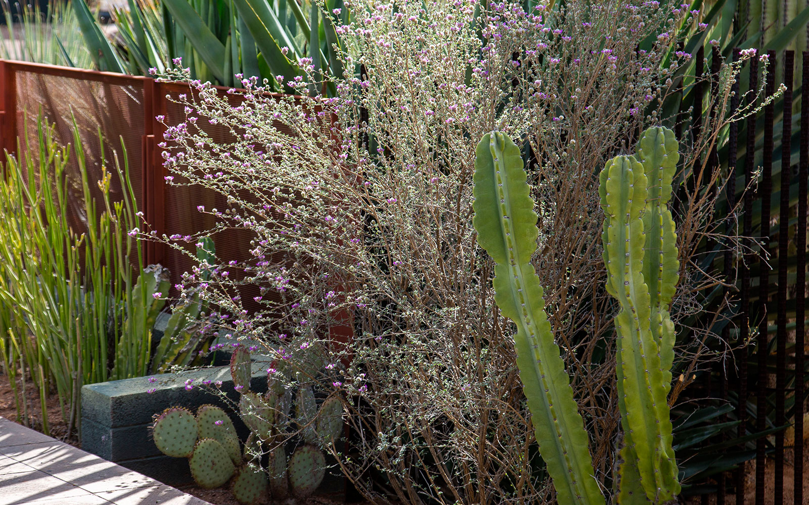 Rośliny rodzime w Arizonie dla ogrodu