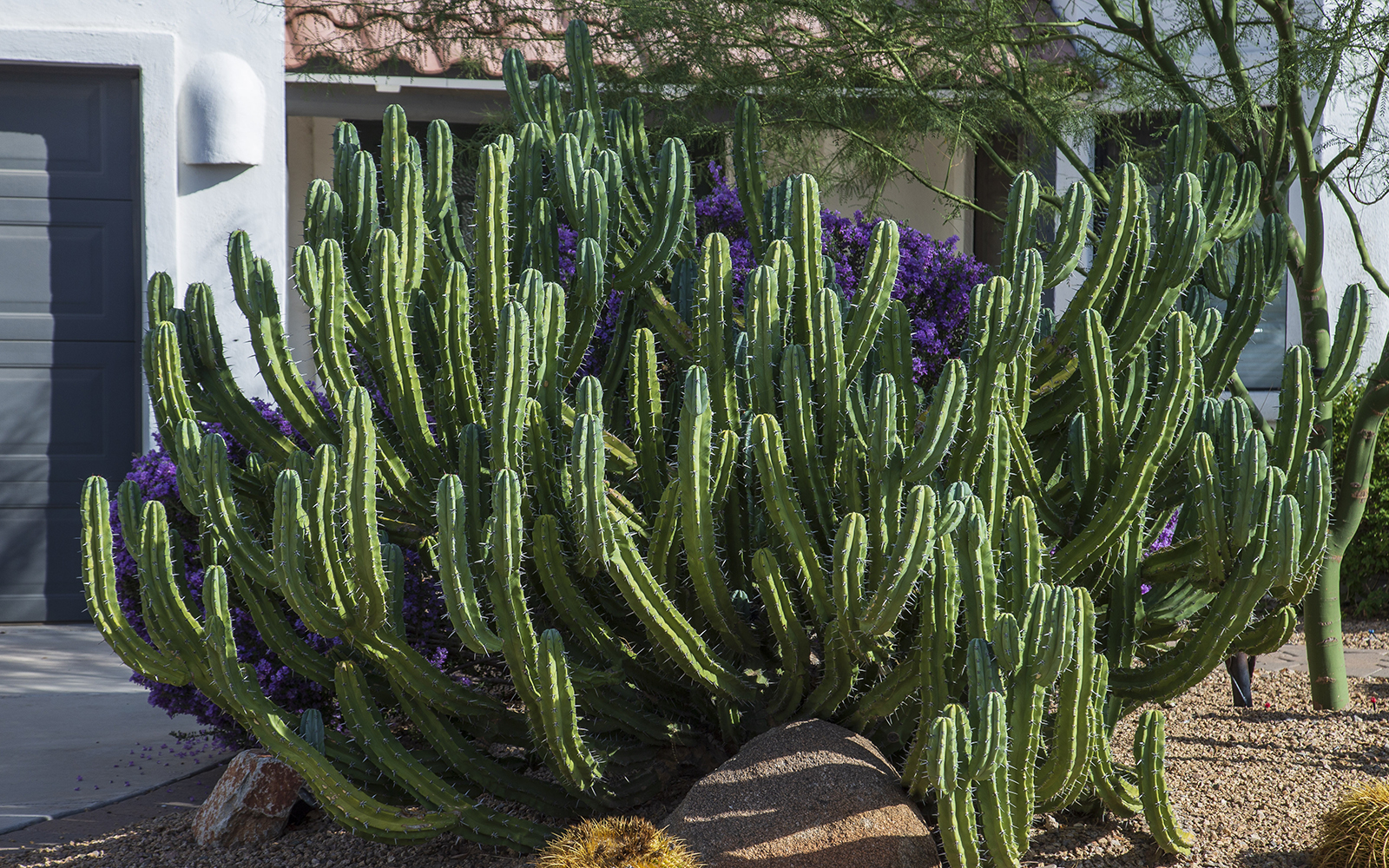 Blue Myrtle Cactus