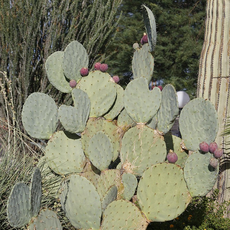 Giant Prickly Pear