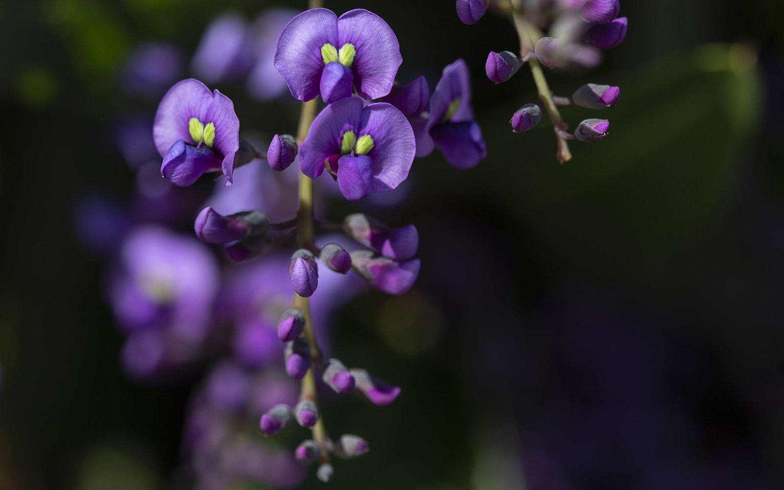 Lilac Vine